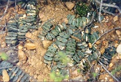 H. truncata и естественный гибрид в Ванвийкскраале