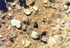 Conophytum armianum в Южном Умдаусе: маленькие коричневые головки