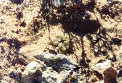Ophthalmophyllum aff australe