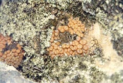 Conophytum minusculum на горе Массикама