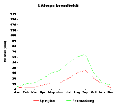 Lithops bromfieldii