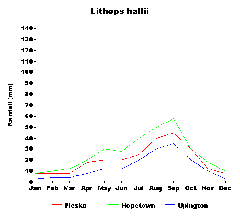 Lithops hallii