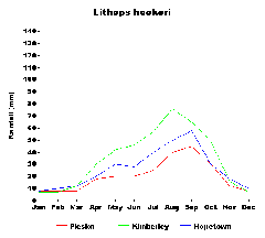 Lithops hookeri