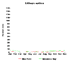 Lithops optica