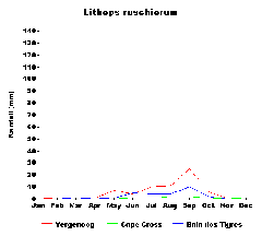 Lithops ruschiorum