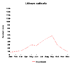 Lithops salicola