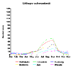 Lithops schwantesii